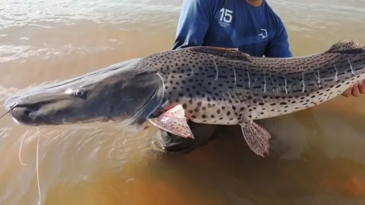 CORRIENTES ESTABLECE VEDA EXTRAORDINARIA DE PESCA EN EL RÍO PARANÁ POR CONCENTRACIÓN DE SURUBÍES
