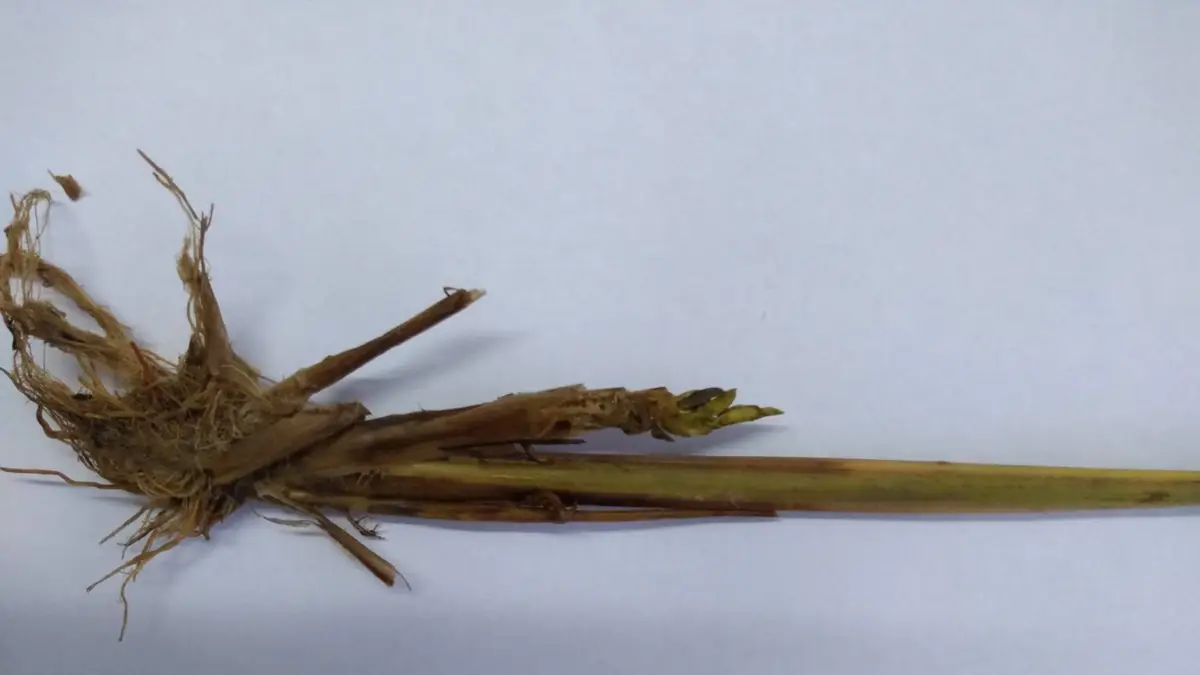 CIENTÍFICOS DESCUBREN EN CORRIENTES UN VIRUS DEL ARROZ NUNCA ANTES VISTO EN EL PAÍS